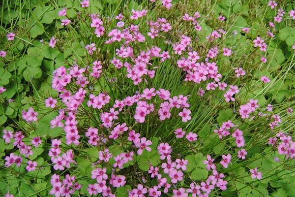紅三葉草種子的催芽方法 紅三葉草種子的催芽方法