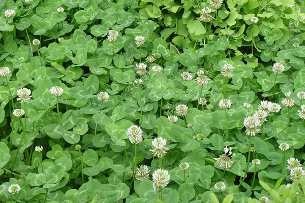 紅三葉草好還是白三葉草好,有什么區別 紅三葉草好還是白三葉草好,有什么區別