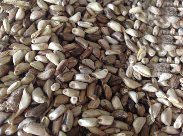 墨西哥玉米草一畝地用多少種子 墨西哥玉米草一畝地用多少種子