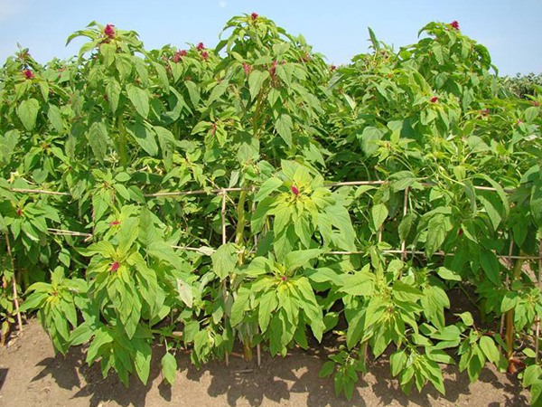 美國籽粒莧種子的價(jià)格多少錢一斤，如何種植