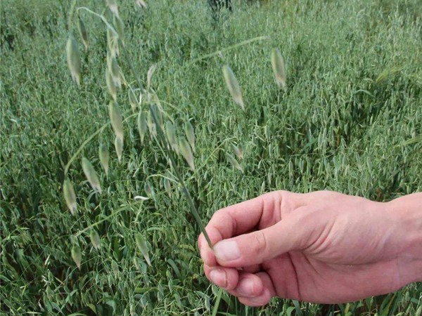 燕麥種子什么時候種,怎么播種 燕麥種子什么時候種,怎么播種