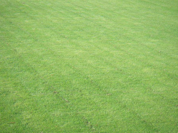 如何區分冬牧70黑麥草和黑麥草 如何區分冬牧70黑麥草和黑麥草