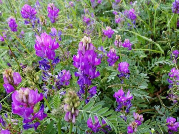 沙打旺可以用來喂養牛羊嗎 沙打旺可以用來喂養牛羊嗎