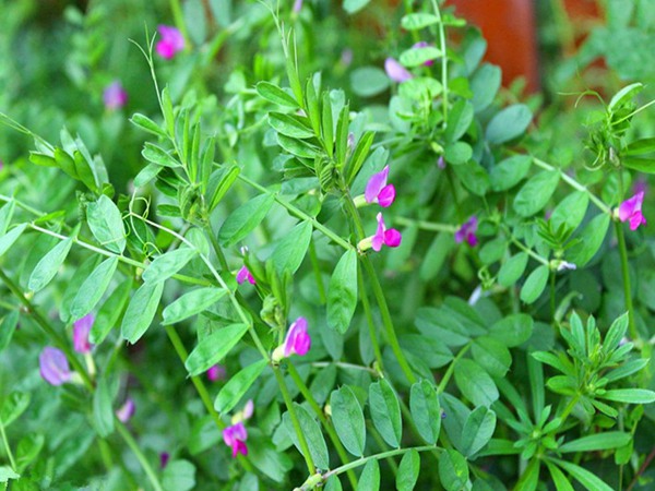 沙打旺可以用來喂養牛羊嗎 沙打旺可以用來喂養牛羊嗎