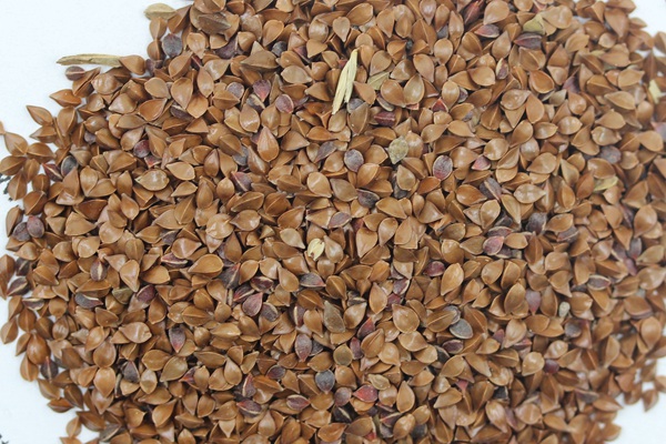 魯梅克斯種子畝播種用量