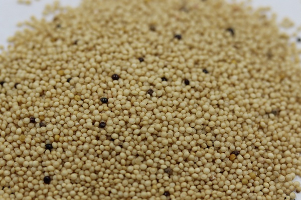 籽粒莧種子的價格多少錢一斤?怎么播種 籽粒莧種子的價格多少錢一斤?怎么播種