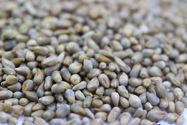 多年生雜交狼尾草種子多少錢一斤？哪里有賣的