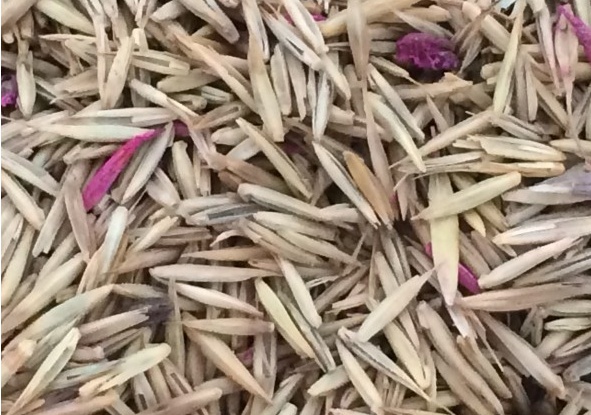 冰草種子價格，哪里有賣的