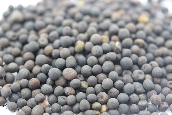 光葉紫花苕種子多少錢一斤，什么時候播種