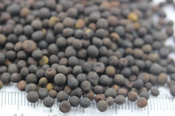 光葉紫花苕種子多少錢一斤，什么時候播種