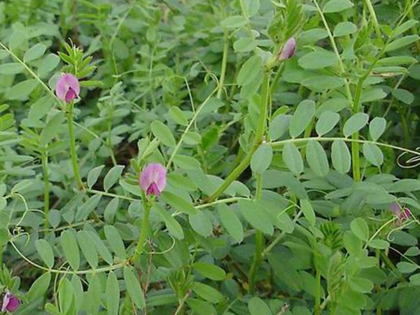 光葉紫花苕一畝地能產多少草 光葉紫花苕一畝地能產多少草