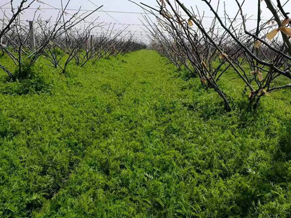 光葉紫花苕怎么播種,播種后多久發(fā)芽 光葉紫花苕怎么播種,播種后多久發(fā)芽