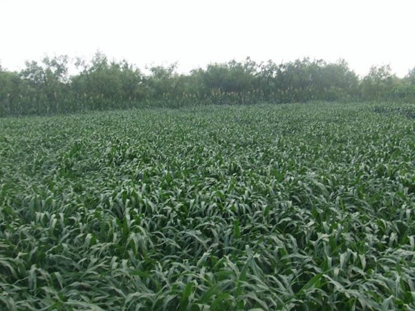 每頭肉牛每天飼草用量，用哪種比較好