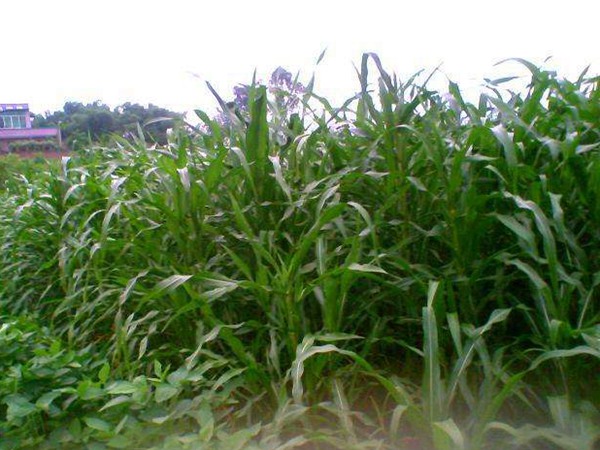 每頭牛每年飼草是多少，有什么標準