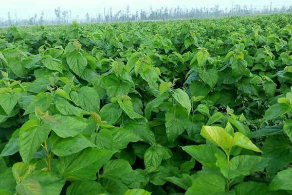 桑樹用作畜飼草可產多少茬