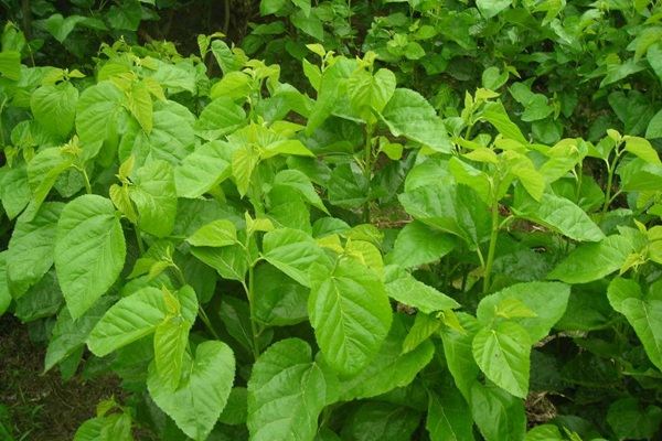 桑飼草樹能用作飼草嗎，種植養護技巧有哪些