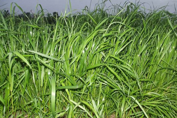 冬牧70黑麥草什么時間播種?播種方法有何技巧 冬牧70黑麥草什么時間播種?播種方法有何技巧