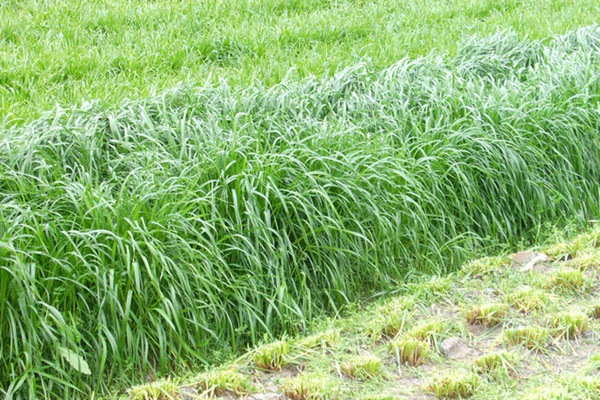 意大利黑麥草一畝地用多少種子