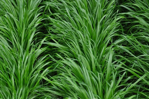 意大利黑麥草一畝地用多少種子