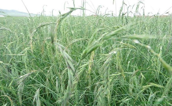 適合披堿草種植的地區(qū)