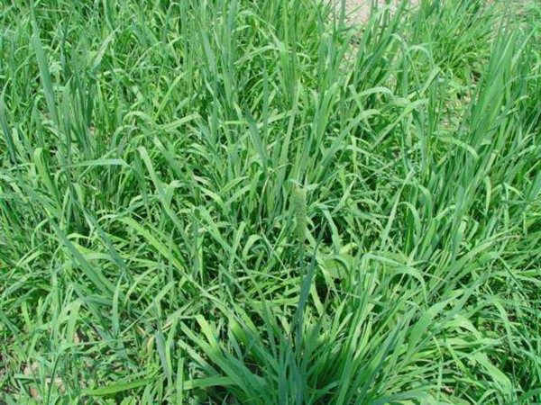 提木西草種子多少錢一斤，哪里有賣