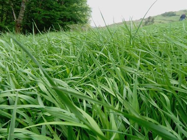 提木西草種子多少錢一斤，哪里有賣