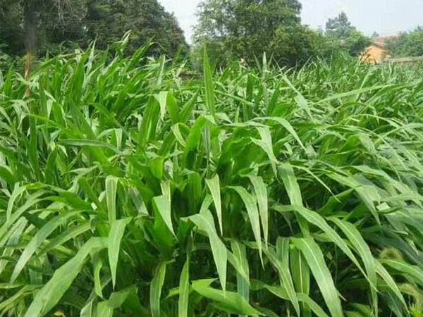 種植墨西哥玉米草的經濟效益如何?如何提高效益 種植墨西哥玉米草的經濟效益如何?如何提高效益