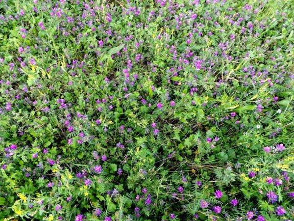 沙打旺種子價格，一畝地種多少