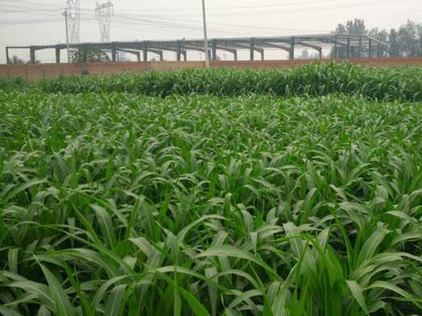 飼草甜高粱可以割幾茬,畝產量多少 飼草甜高粱可以割幾茬,畝產量多少