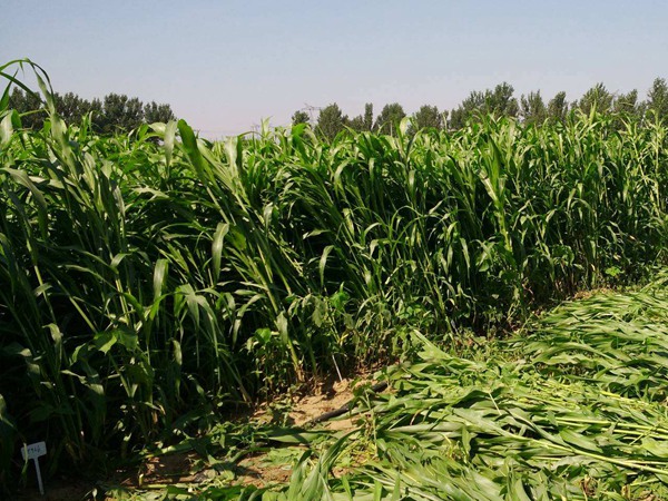 適合做飼草的甜高梁，營(yíng)養(yǎng)價(jià)值怎么樣