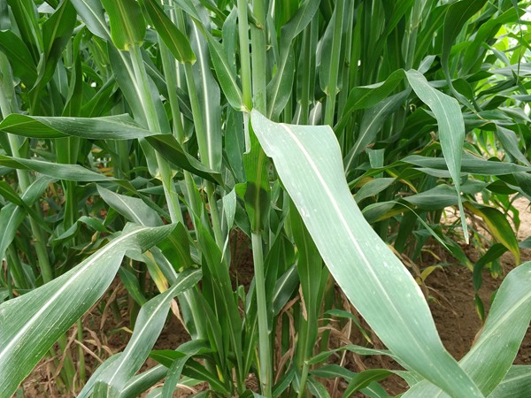 適合做飼草的甜高梁，營(yíng)養(yǎng)價(jià)值怎么樣