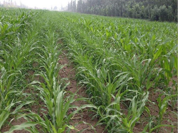 飼草高粱與玉米青飼的區別