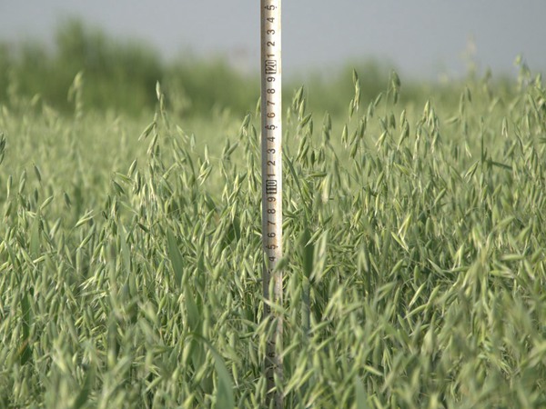 飼草燕麥能產多少斤，有什么技巧提高產量