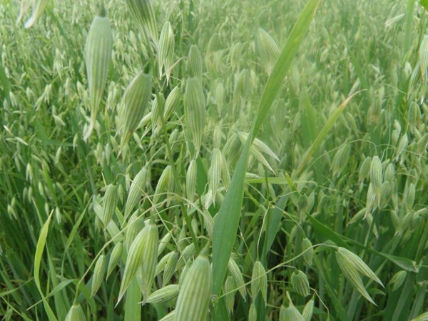 飼草型燕麥產量，如何提高畝產量