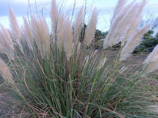 喂養(yǎng)牛的飼草有哪些