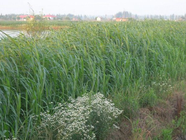 喂羊的飼草料有哪些，有什么特點