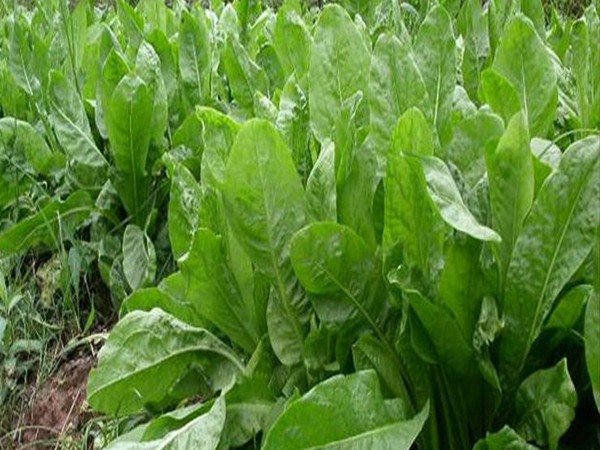 喂羊用什么飼草好，為什么