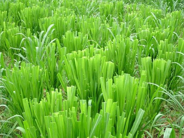 養(yǎng)牛的飼草什么好，有哪些品種飼草可以養(yǎng)牛