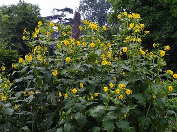 適宜西藏高產飼草，如何提高產量