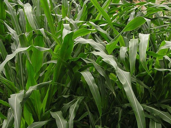 適合養(yǎng)牛飼草品種，有什么營養(yǎng)價值