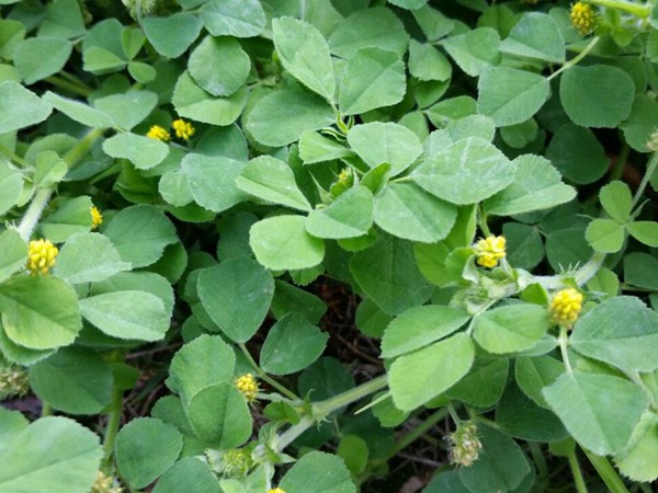 沙打旺和苜蓿草相比較，哪個更好