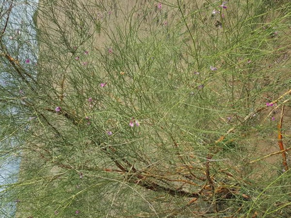 花棒是飼草嗎,怎么種植 花棒是飼草嗎,怎么種植