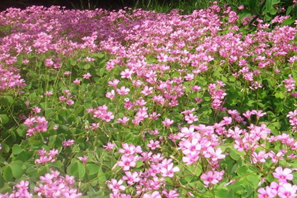 紅三葉的主要特點和栽培要點