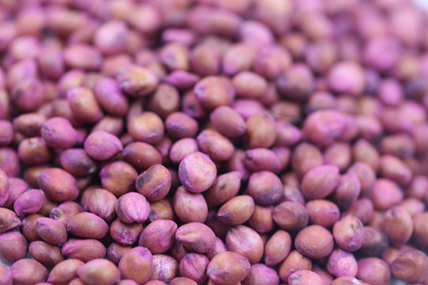 高丹草種子播種后幾天發芽 高丹草種子播種后幾天發芽