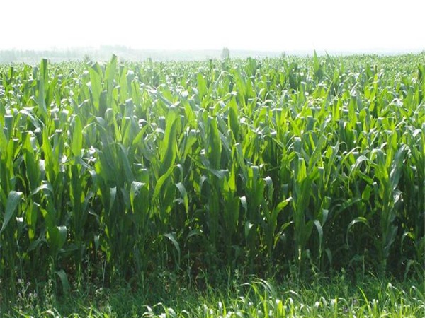 高丹草種子播種后幾天發芽 高丹草種子播種后幾天發芽