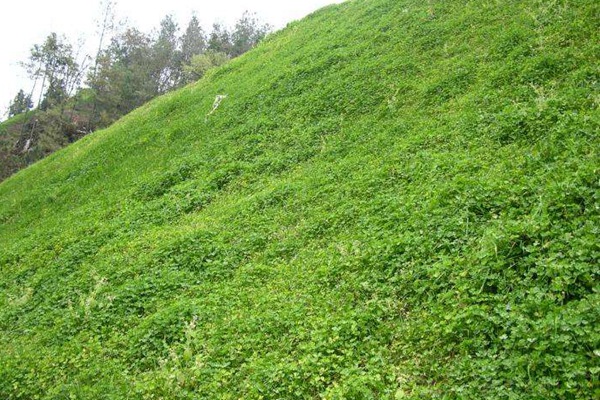 白三葉的種植技術要點以及收割技巧 白三葉的種植技術要點以及收割技巧