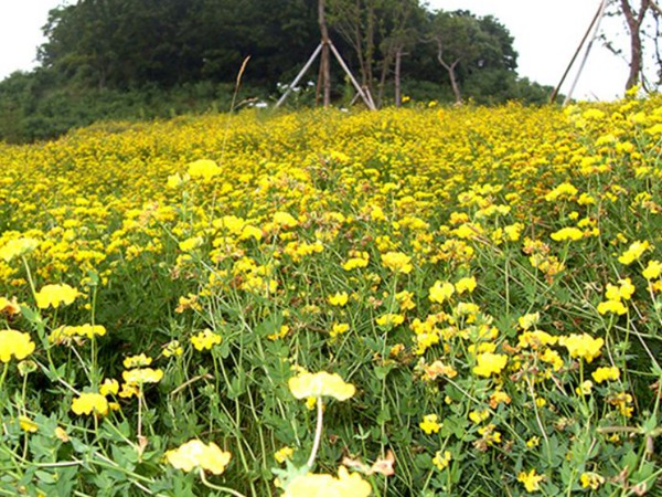 百脈根產量如何,怎樣提高畝產量 百脈根產量如何,怎樣提高畝產量