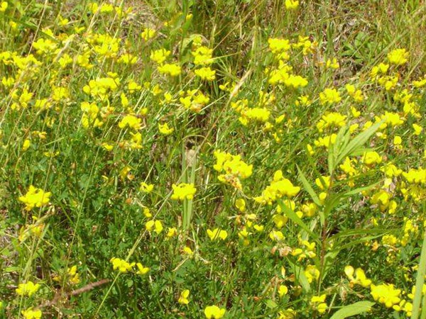 百脈根產量如何,怎樣提高畝產量 百脈根產量如何,怎樣提高畝產量