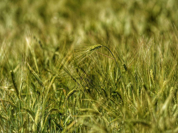 牧草種植一畝掙多少錢，有哪些影響因素