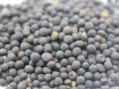 [光葉紫花苕]光葉紫花苕種子價(jià)格_種植方法